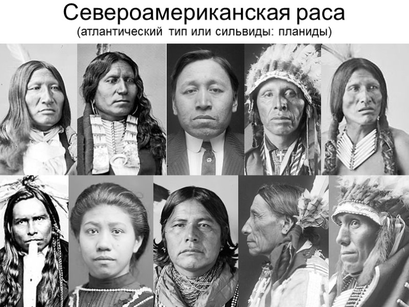 Североамериканская раса (атлантический тип или сильвиды: планиды)